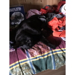 Mac and Luna