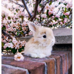 || Da aesthetic Bunnies!~ ||