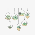 Plantz