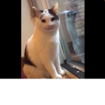 Polite cat