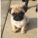 superpug360ns's club