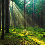 NatureLight Studios.