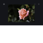 Fʟᴏᴡᴇʀ ɢᴜʀʟs