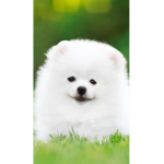 Mylittlepups