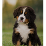 Team chien et chiot !