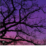 Purple tree