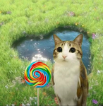 orangekittycat9000