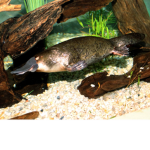 Platypus Unitėd