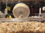 ハムスターが尊い