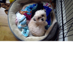 PUPPY TEAM :) LOVE PUPPIES