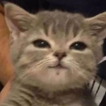 Smug kitty