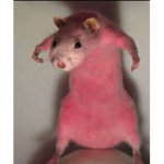 Sleepy_muffin1