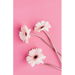 Le groupe en rose