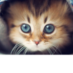 Cats Rule Roblox