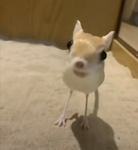 Bleh bleh bleh Bleh RAWRRRR bleh