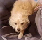 'boo
