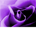 the purple club