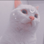 Naahzinhos Cats
