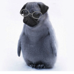 The Pugguins Of Roblox