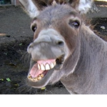 The Donkey Squad!
