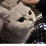 nataliesfanclub