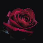 Rose Family_