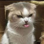Cat people Of Robloxia