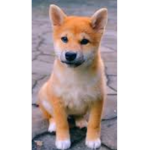 The shiba group U_U