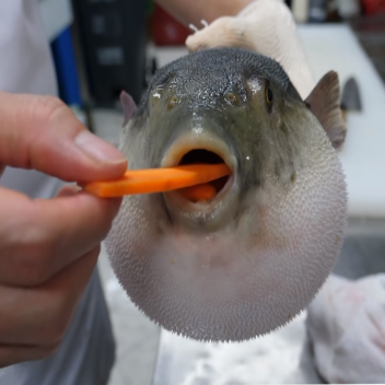 Pufferfish eats carrot in roblox !