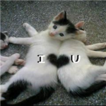 Cats & Kitten Lovers!