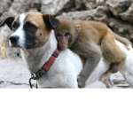 dog and monkey team