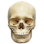 Cult of Skelly