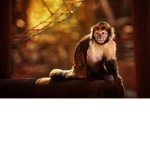 Monkey Clan!!!!!!!!!!!!