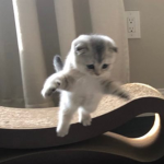 Moneis