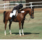 Br00ke horse stables