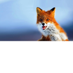 Crafty Fox