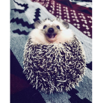 CUTE HEDGEHOGS ARMY