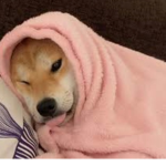 Misty's doge group