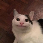 にゃんしろグループだよ