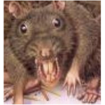 DEM UGLY RATS