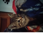Catsaremoremystyle
