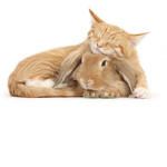 Cute Fluffy Bunnies and Cats.