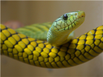 Reptile Lovers