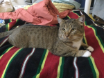 Lost, but Still Loved For Anyone Who Lost a Pet