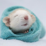 Rodents Unified