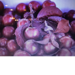 Squadron Cherry Plum