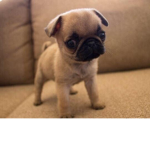 Pug Fan Group.