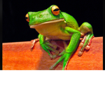 Love frogs. Frog forever