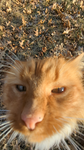 PrEtTy KiTtY cAtS <3