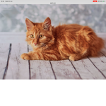 Cute Little Kitties
